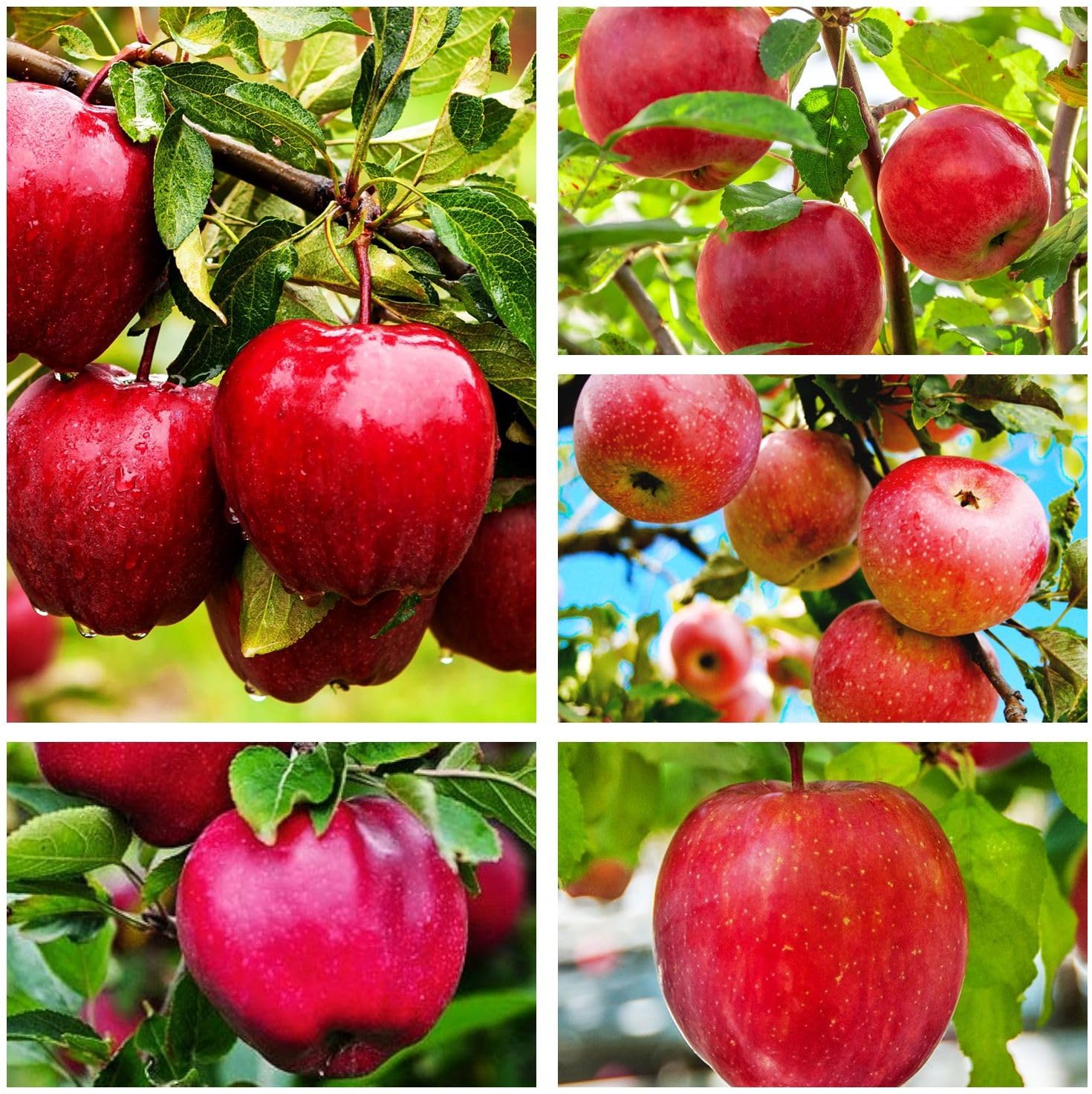 Apple様 Amazon.com : Red Apple Seed 100 pcs Pack - Large Perennial